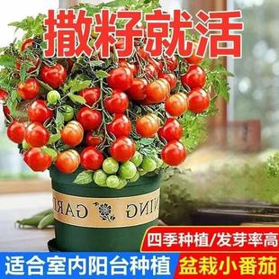 ���ѷN�Ӱ���С�������t���N���糬���̨���԰��NС�����ļ����N