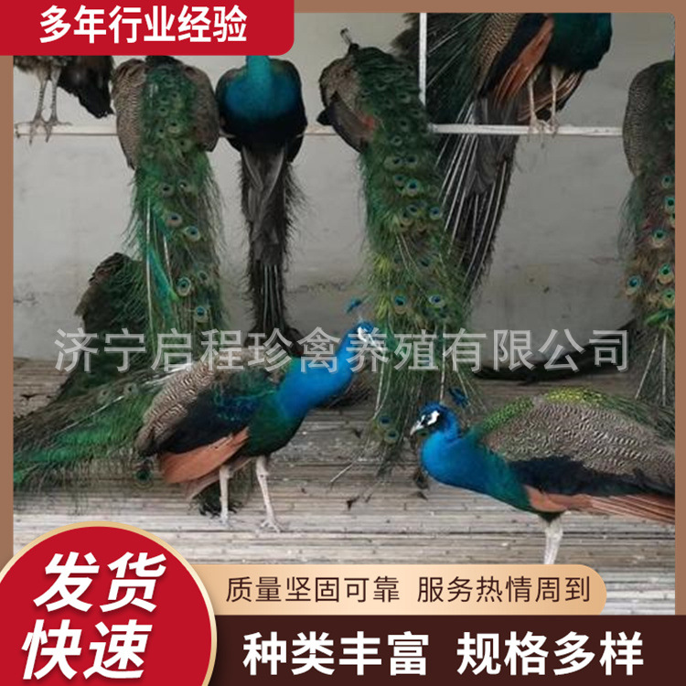 孔雀养殖场出售种孔雀幼苗 宠物鸟孔雀景区园林观赏孔雀 脱温孔雀