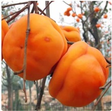 ͥԺ������������ĥ�Pˮ���������ϱ����Nֲ���箔��Y��