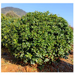 基地直供 海桐球  苗木树苗  海桐树 海桐 产地批发 量大价优