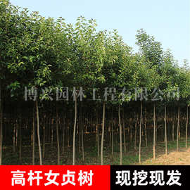 批发大叶女贞高杆女贞树园林工程绿化行道树不落叶四季常青风景树