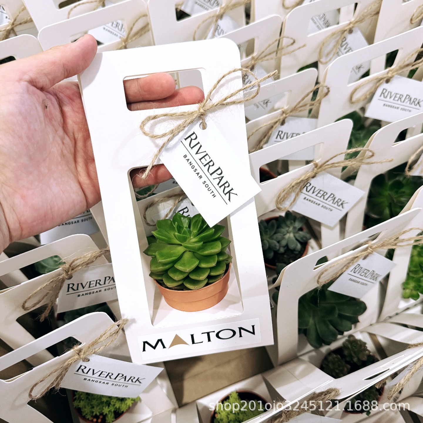 小小盆栽无挡板 (2).jpg