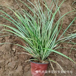 草花基地批发金叶苔草苗 观赏植物观叶植物 彩叶地被植物水生苔草