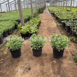 宿根花卉;盆栽;一二年生花卉