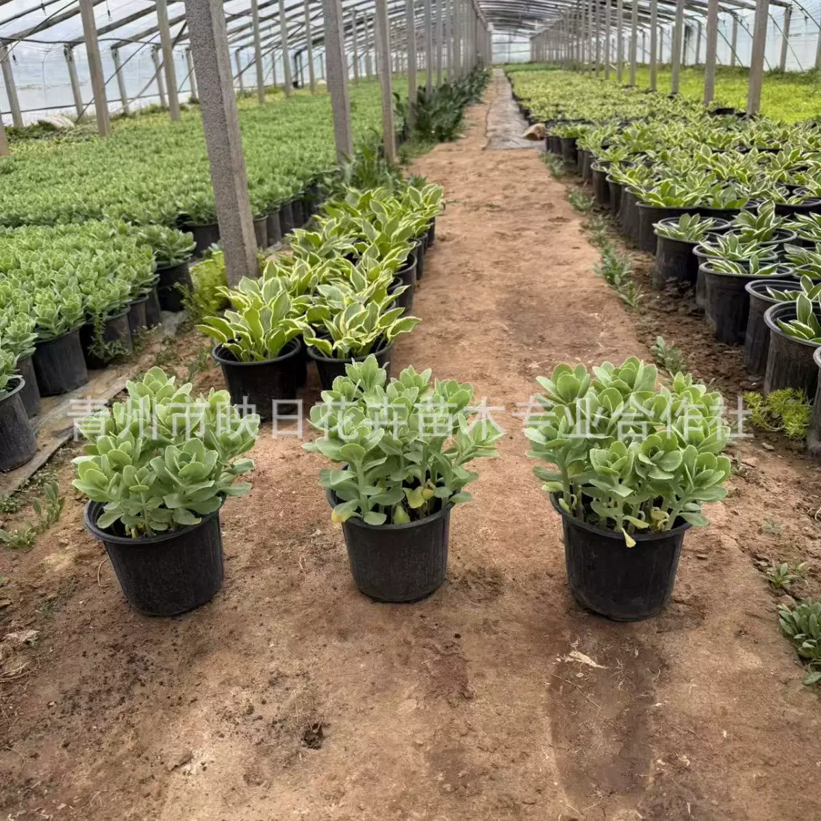 加仑盆八宝景天盆栽花镜植物双色盆八宝景天宿根花卉多年生耐寒旱