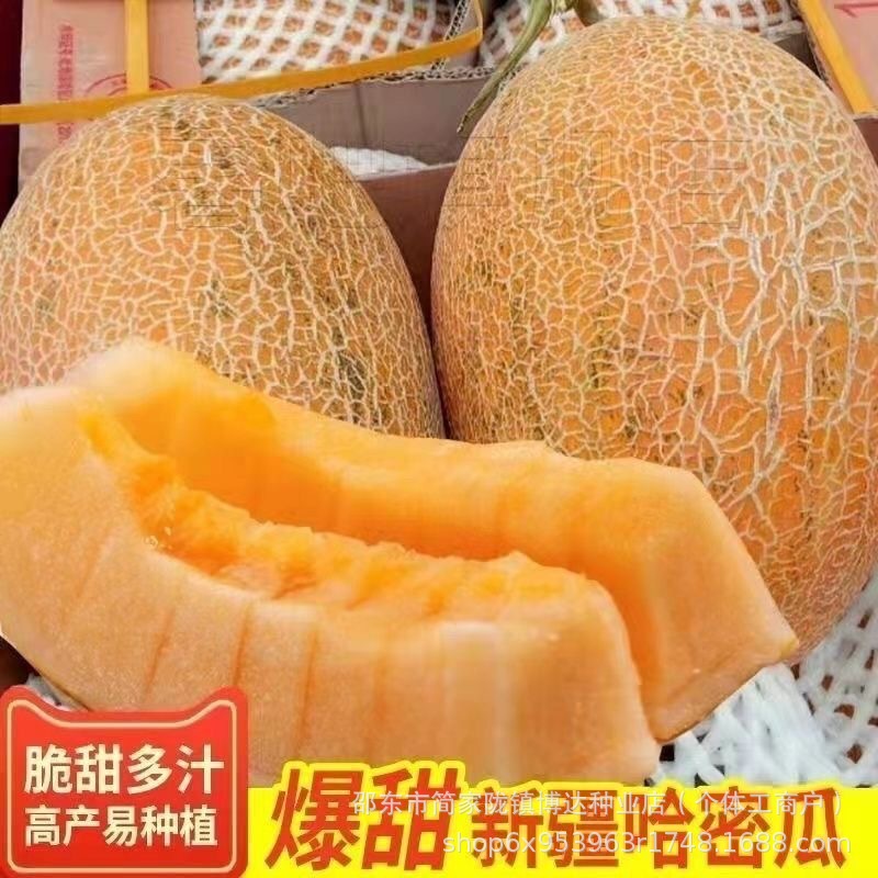新疆黄皮网纹哈密瓜种子四季播水果哈蜜瓜甜瓜香西瓜阳台蔬菜种籽