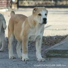批发巨型中亚牧羊犬幼犬活体狗狗小狗中亚纯种犬防爆犬护卫犬幼崽