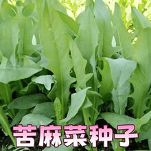 ���{�˷N���B�Z�ļ��B�i�������i�u���Z���~���ѿ���˿����˸߮a