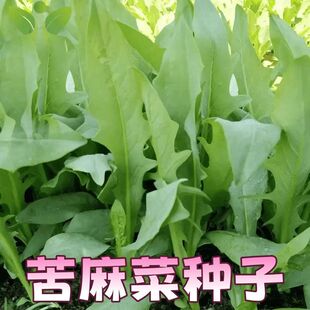 ���{�˷N���B�Z�ļ��B�i�������i�u���Z���~���ѿ���˿����˸߮a