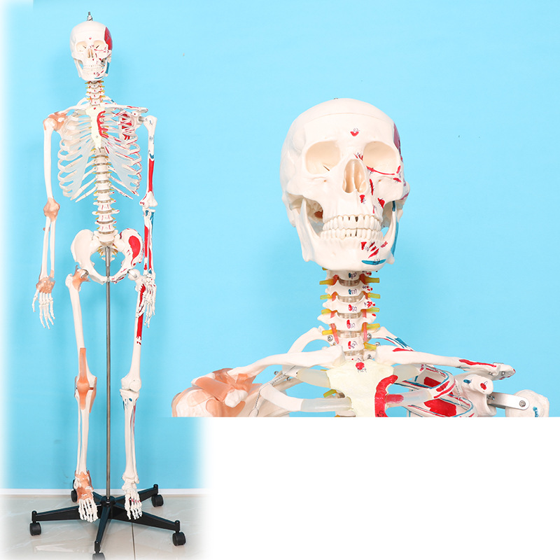 Physiological realistic removable skeleton, medicine toy, human bone
