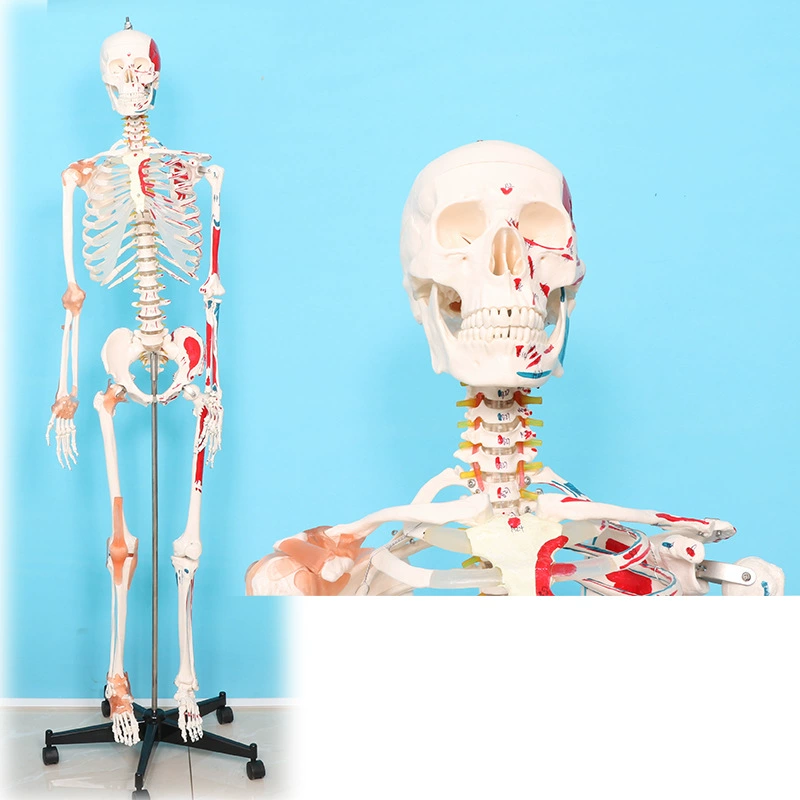 Physiological realistic removable skeleton, medicine toy, human bone