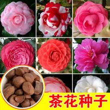山茶花种子 盆栽植物 四季可播种24色可选粒赛玫瑰5粒装