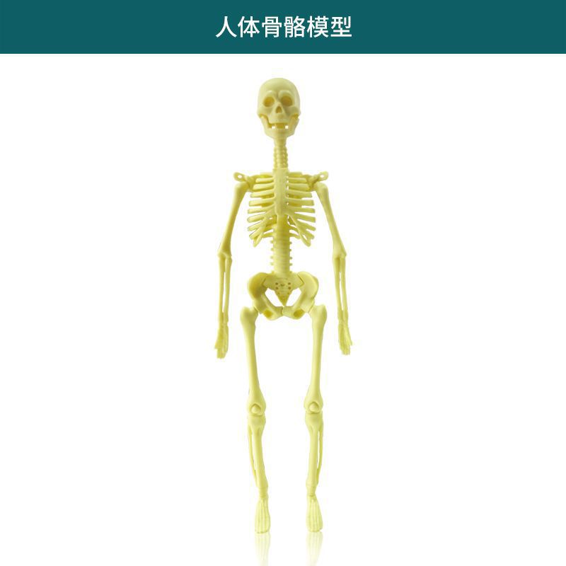 人体系列【全身骨骼】TXMR-029-袋装