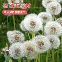 メーカー直供タンポポ花真花保花diy製作材料家庭装飾花材卸売り
