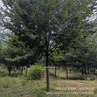 Base Direct Sales Engineering Greening Trees, Beech Trees, Red Beech Trees, Complete Specifications, Red Beech Trees, Street Protection Trees