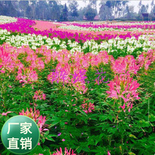 批发多年生矮生菊花种子各种观赏草花多季节花卉600余种多季开花