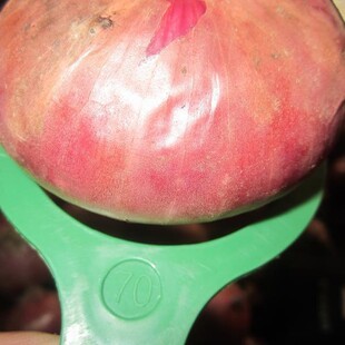 2025��t���S���[���ڣ��N���|�ρ�����