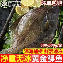 鲽鱼新鲜冷冻偏口鱼整条大号深海多宝鱼比目鱼冷冻水产商用批发