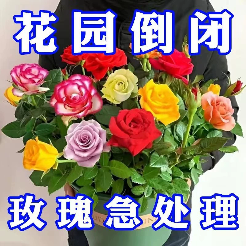 [5 костюмов] Розы старые сваи розы