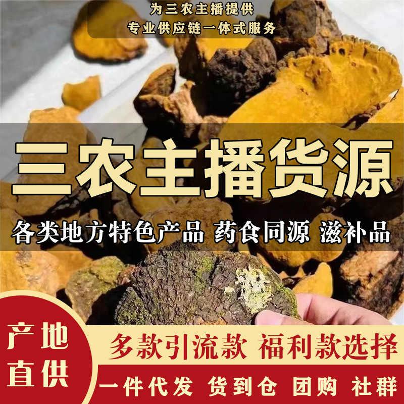 Tibet Phellinus Supplying origin Net Red Trill live broadcast Same item Bulk mulberry yellow Diced Sanghuang wholesale