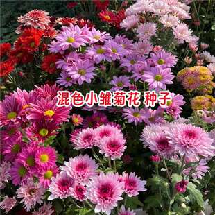 С�r�շN���ļ����N�_���׻�������҃��⻨��ֲ�����Ծջ��N��