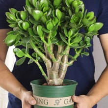 大叶玉树老桩 花卉盆栽玉树室内室外好养懒人盆景四季常青