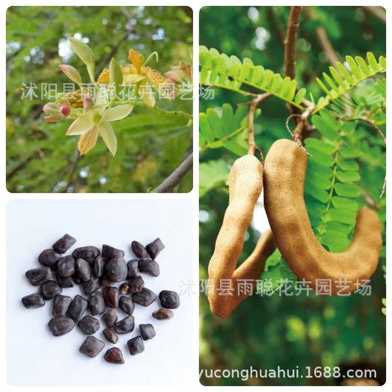 酸角种子 酸豆 罗望子种子 木罕 甜目坎麻夯种 甜角种子蔬菜种籽