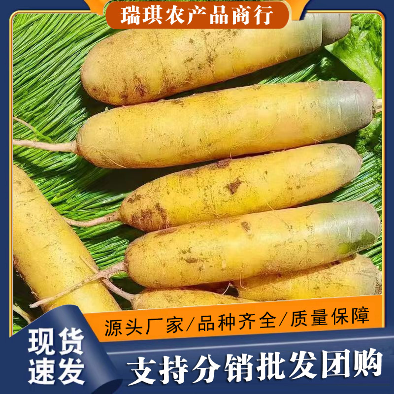 Fresh Carrots, Seasonal Yellow Radishes, Freshly Dug Yellow Radishes, Yellow Heart Radishes Wholesale
