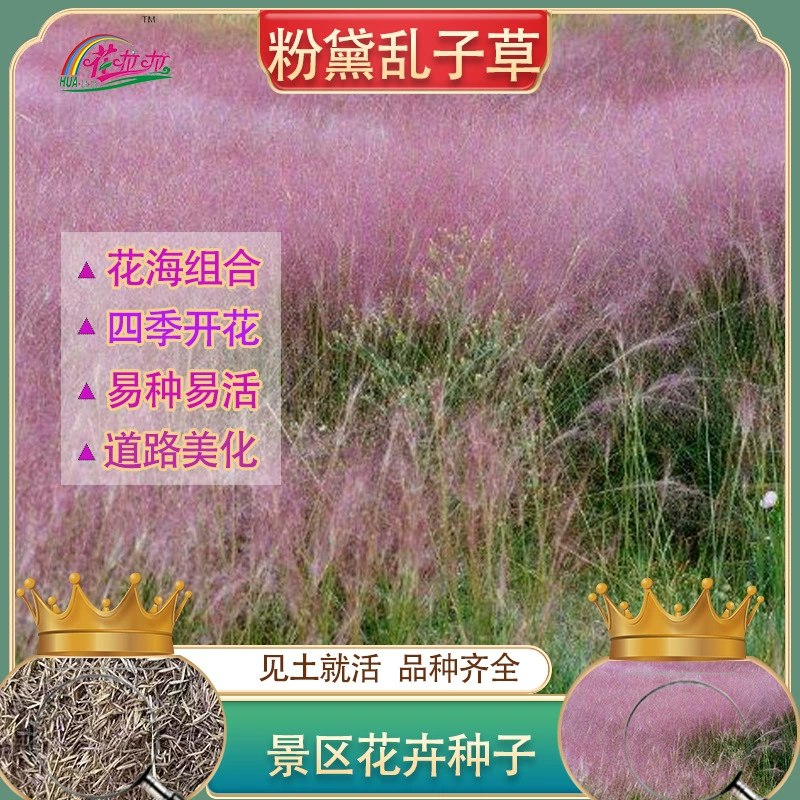 Многолетние Розовые Ароматные Травы Цветок Семян Сеть Знаменитости Декоративные Семена Цветов Розовый Цветок Морские Маны Ароматный Трава Цветок Трава Пейзаж