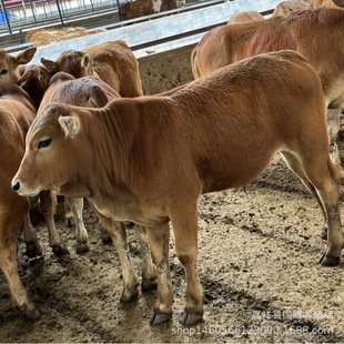 Сţ�� �����Sţ�r����ţ�� ������ľٝţ�r�������ţ��