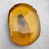 Antique amber resin, sample with butterfly, jewelry, dragonfly, scorpion