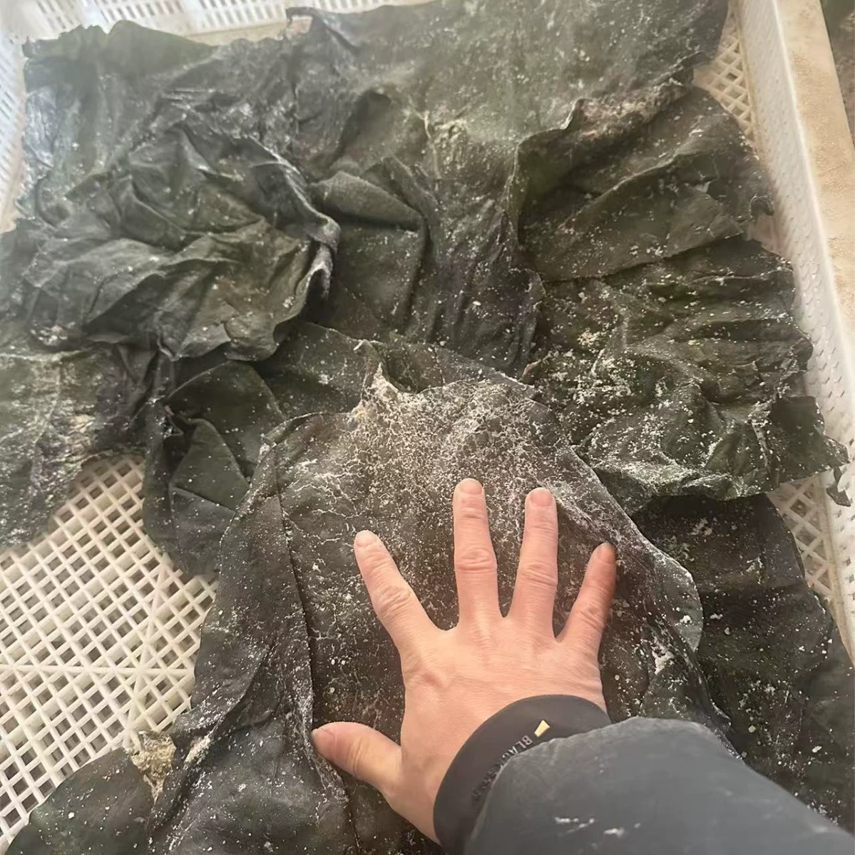 Оптовая продажа маринованной морской капусты с завода в Вэйхае, густые и жевательные сушеные продукты для уличных торговцев.