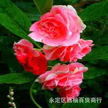 茶花凤仙种子重瓣大花凤仙花种籽阳台庭院盆栽花卉种子香草植物种