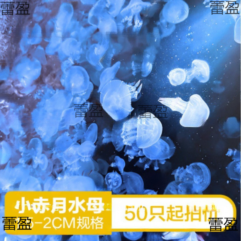 Direct Sales of Live Jellyfish Ornamental Manufacturers Haiyue Only