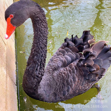 黑天鹅活体幼苗 脱温黑天鹅苗 成年黑天鹅观赏黑天鹅黑天鹅苗养殖