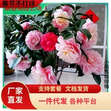 һlɽ軨Ԏɫ൤ֲ҃ȺB軨