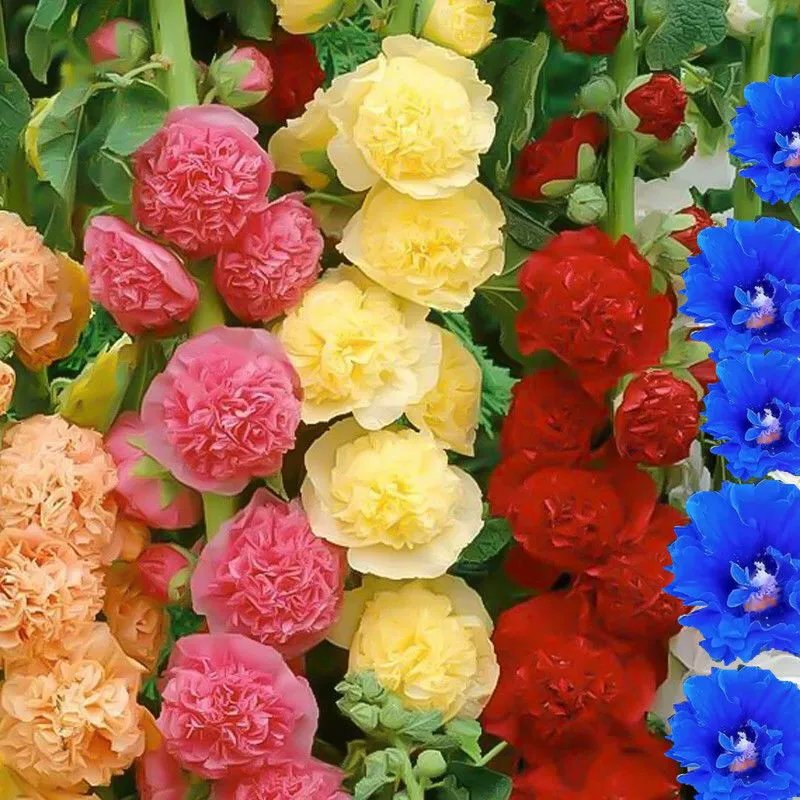 Двойной Мальва семена цветов четыре сезона цветение смешанный цвет большой цветок один Zhanghong многолетний двор горшок Открытый цветок семена травы