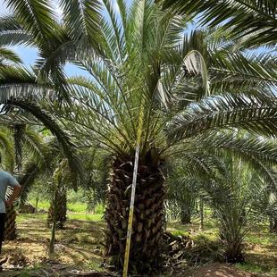 Cold-Resistant Canary Date Origin Wholesale Palm Tree Silver Date Farmer Price Middle East Date Fujian Base