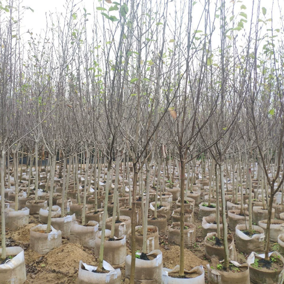 Поставка красной магнолии 3-4 см мешок саженцев привитые фиолетовые белые магнолии магнолии