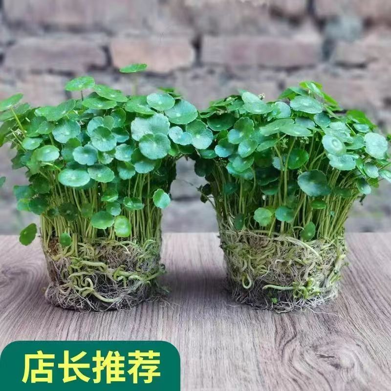 [주인 추천] 고급 대엽동화풀 2그릇 + 입상비료