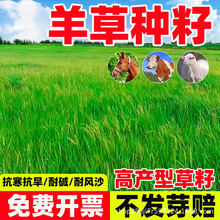 内蒙古羊草种子抗风沙耐盐碱牧草种子牧草工程绿化护坡固土草种子