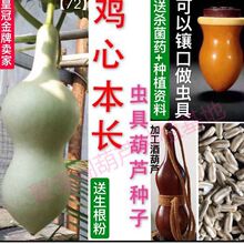 蝈蝈叫罐竹编工艺品鸡心本长葫芦养蝈蝈虫具八宝饲料天津
