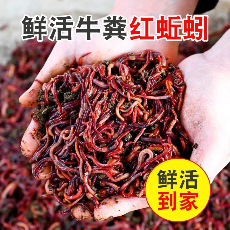 Живая наживка, дождевой червь, коровье навоз, красный дождевой червь, живая рыбалка, коробка, красный дождевой червь, рыбная наживка, карась, дикая рыболовная наживка, объемная упаковка, живая