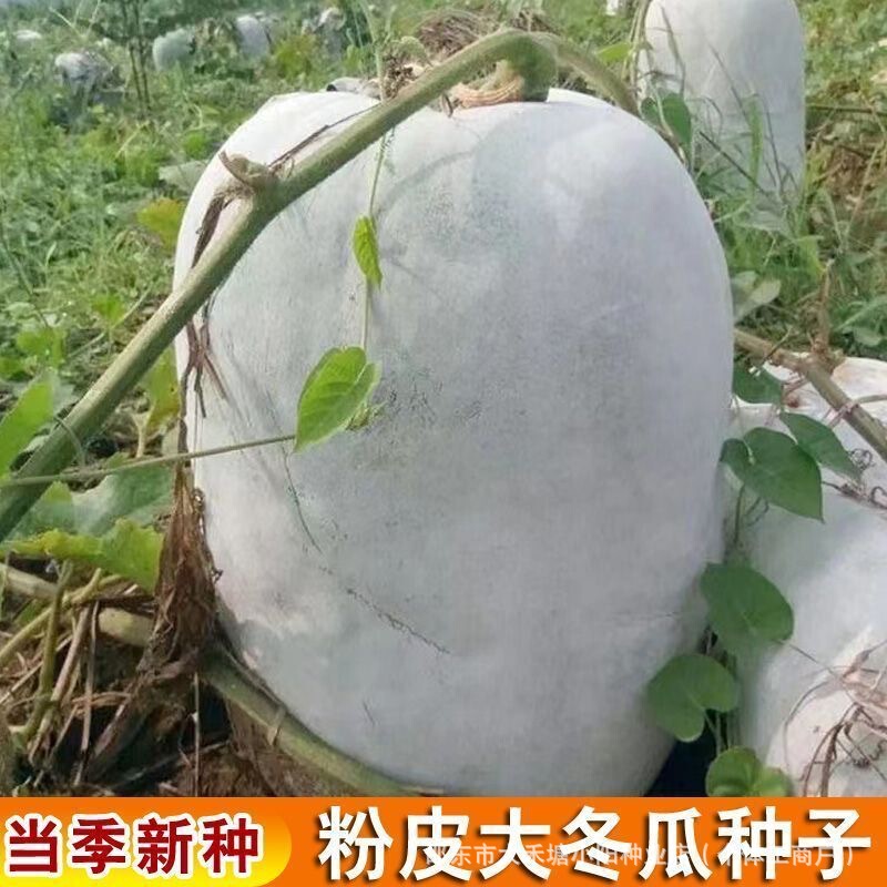 Pink-Skinned Winter Melon Seeds, White-Skinned and Green-Skinned Small Winter Melon Seeds, Farmhouse Four-Season Spring, Summer and Autumn Melon Fruit and Vegetable Seeds