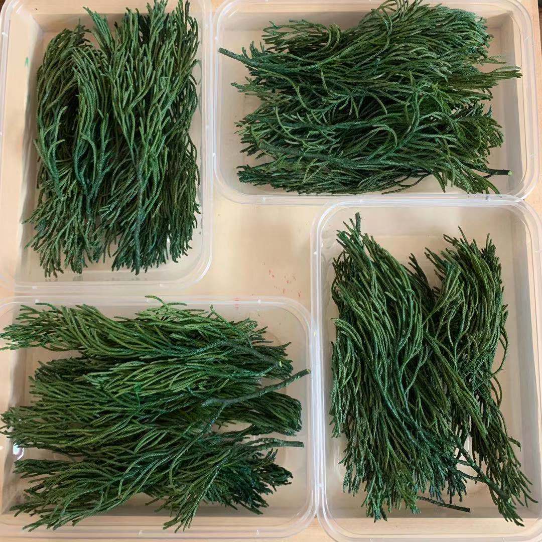 Pine cypress leaves DIY aromatherapy candle eternal flower dried…