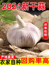 农家新干蒜大蒜头干大蒜种籽河南批发新鲜蔬菜1斤5斤9斤紫白皮蒜