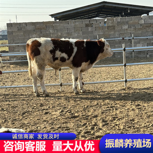 ���T����ţ ��ţ�كr�� ���T����ţ500�����ҵĶ���һ�^