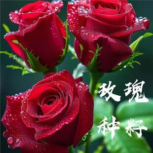 ���羳��؛��õ�廨�N���ļ��׷N���r�������̨�҃����Ի��Ѽtõ