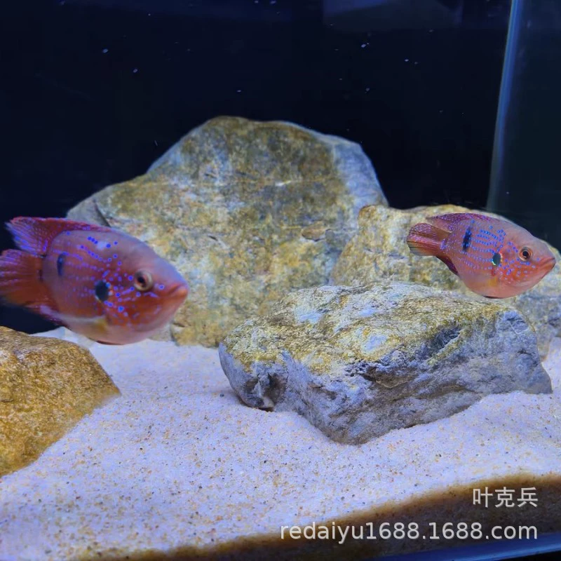 Шанхай Тропические рыбы декоративные рыбы оптом Рубиновая кровь Алмазная Сфера счастливые три озера цихлиды Тропические рыбы