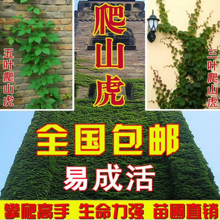 批发爬藤植物五叶三叶地锦大苗庭院攀援红叶爬墙虎花卉爬山虎树苗